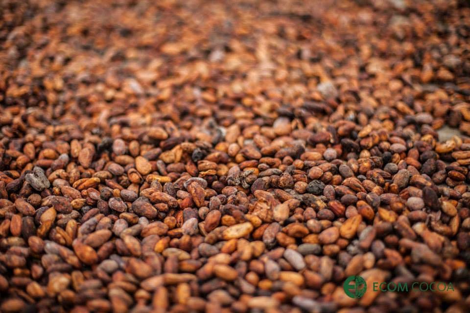 When cacao beans are roasted, the temperature and time varies depending on the type of chocolate product that will be created.