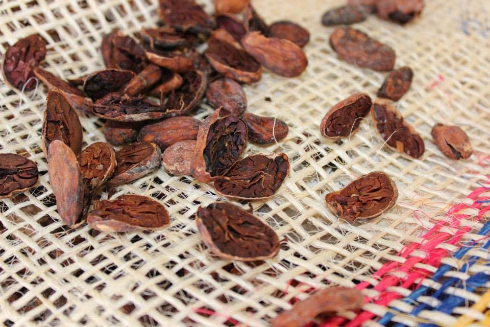 Cacao beans are fermented, often for five to seven days, and then dried in the sun to prepare them for roasting.