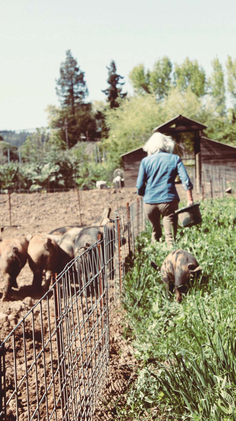 Colleen McGlynn of Davero Farms and Winery leading a stray piglet back home