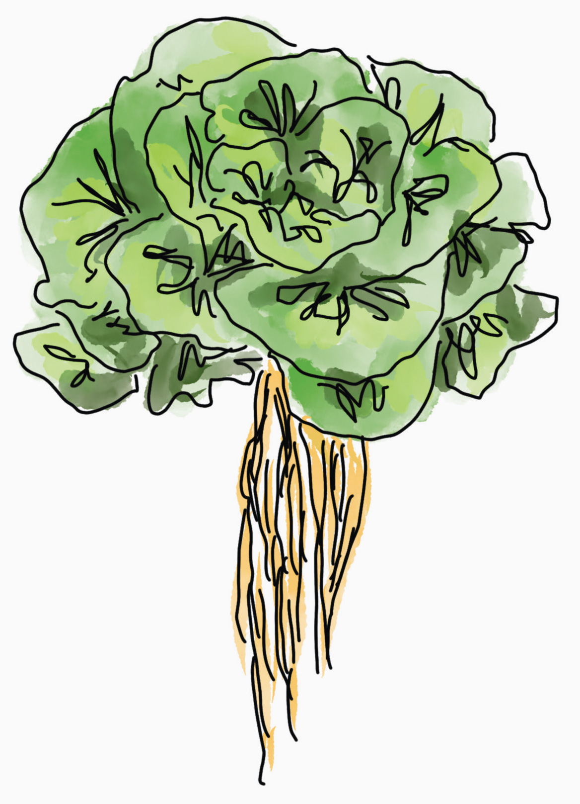 lettuce illustration