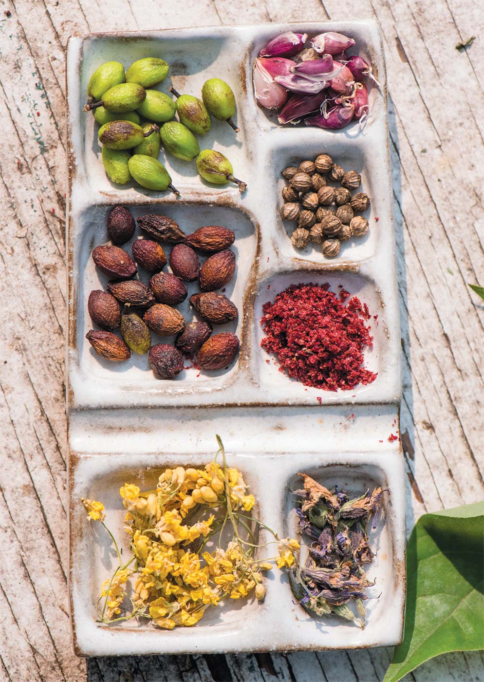From top, left to right: Fresh spicebush berries, wild garlic seeds, dried spicebush berries, dried sumac seeds, ground sumac seeds, goldenrod, dried goldenrod