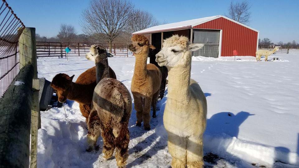 With such heavy fleece, the snow and colder temperatures don’t bother the alpacas.