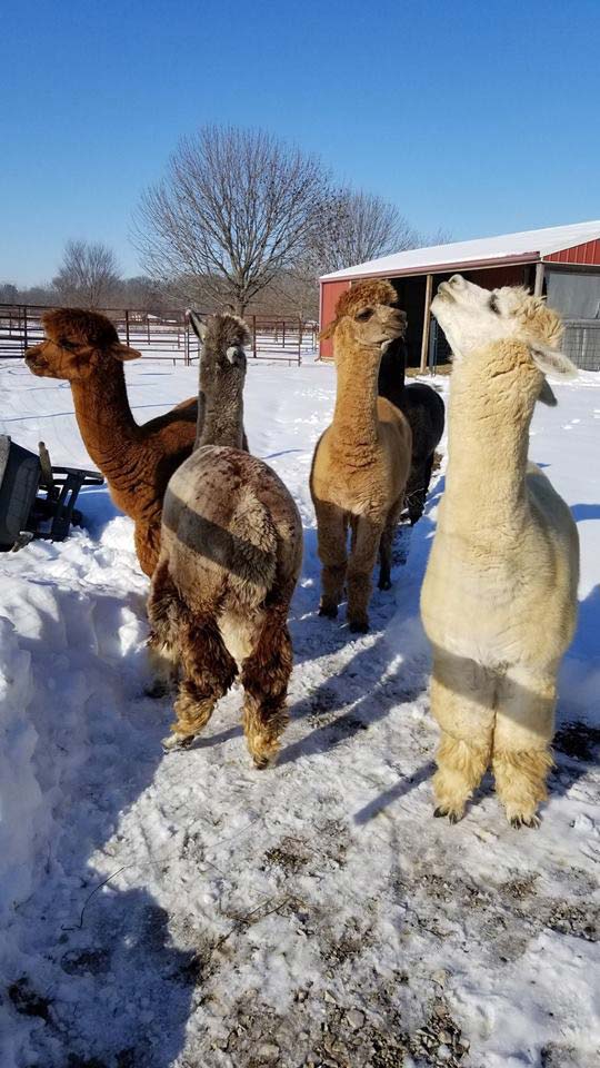 The alpacas at WVC enjoy roaming around the farm, even in the snow.