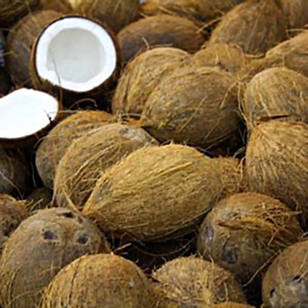 Coconuts from Saraga Grocery