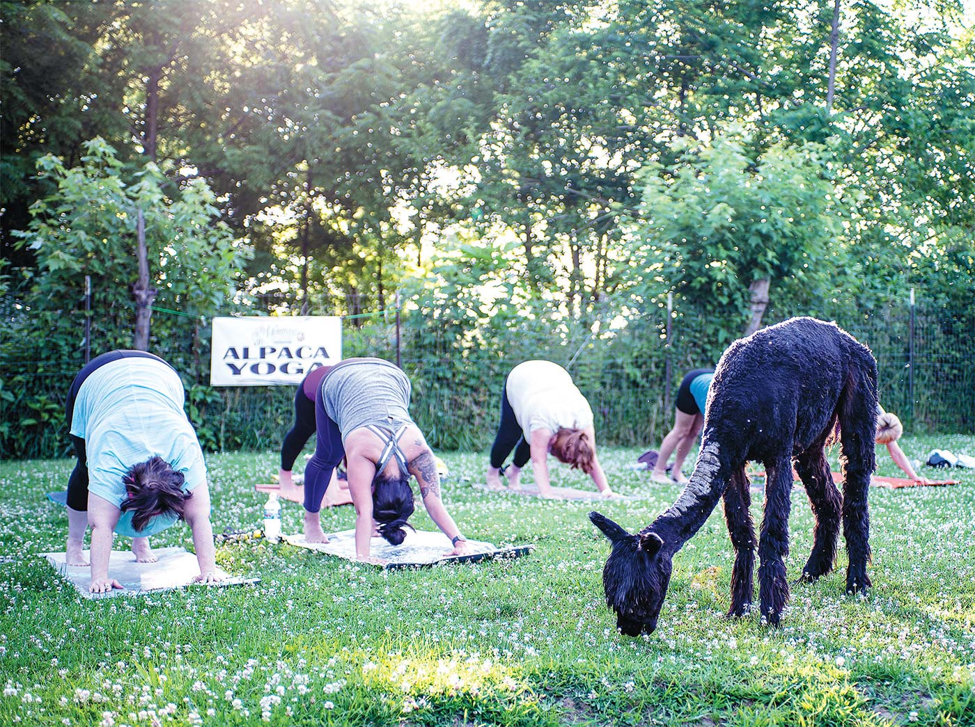 Montrose Farms hosts alpaca yoga throughout the year. Visit their website for the schedule of activities.