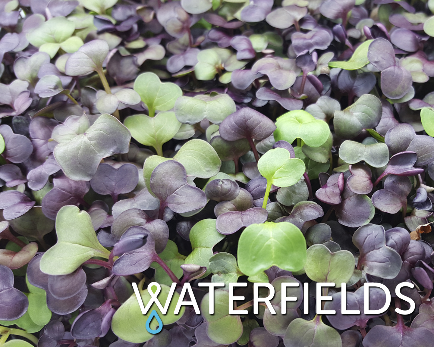 Waterfields Introduces Volume Line of Microgreens
