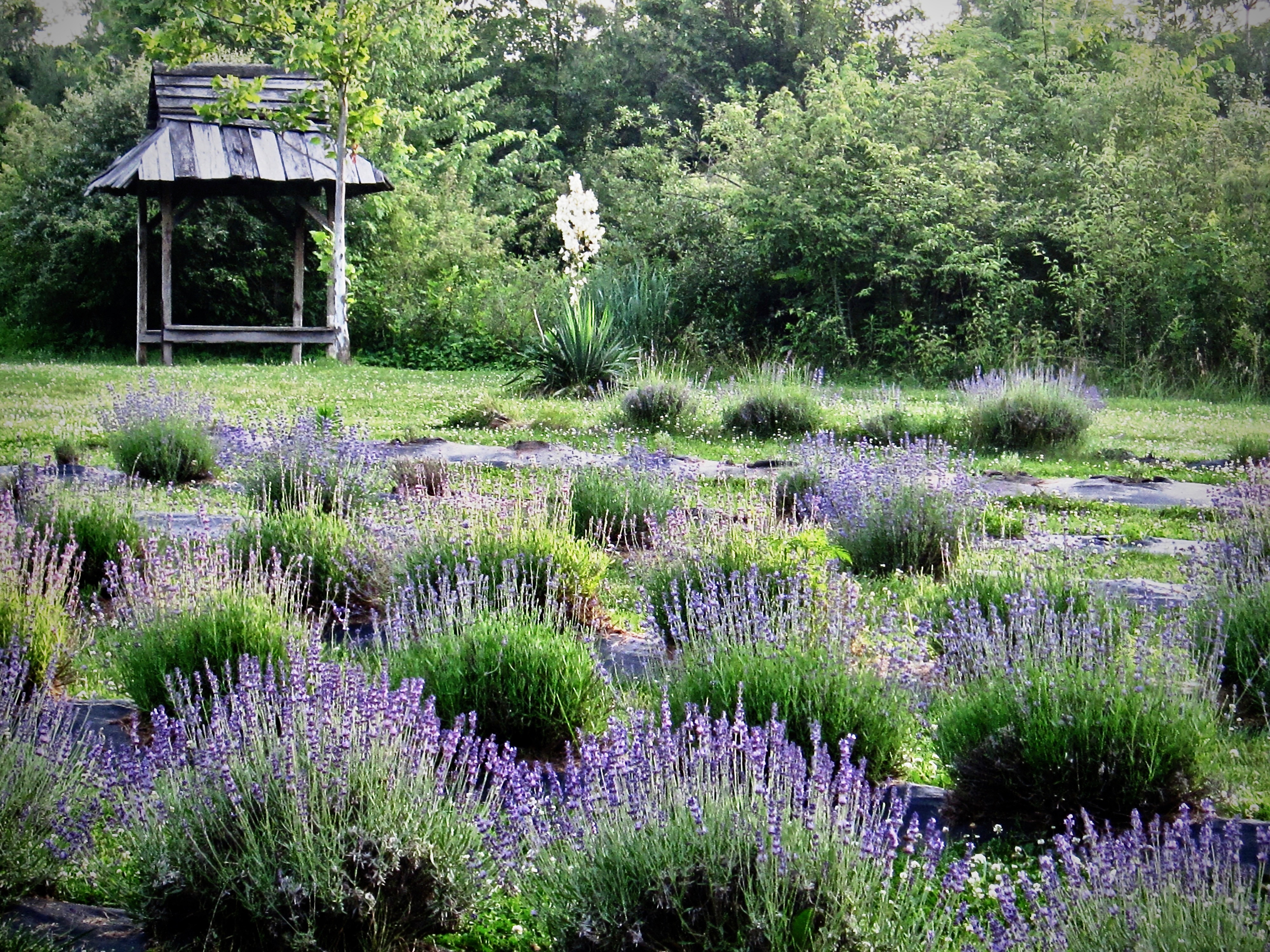 Lavender Edible Garden at