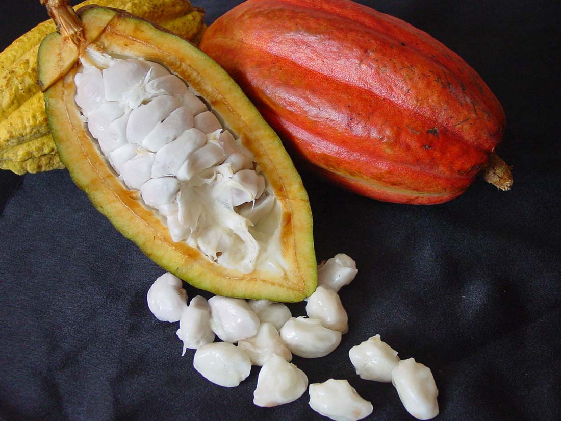 Each cacao pod contains around 30 to 50 beans that eventually become cocoa powder or chocolate.