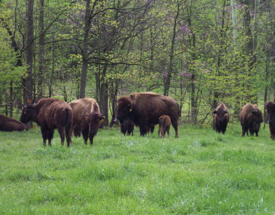 English Buffalo Farm | Edible Indy