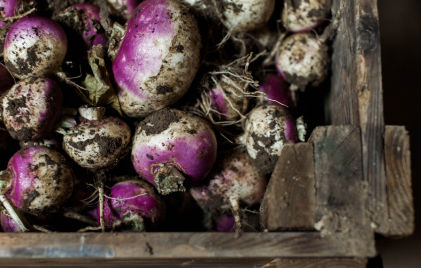 The beauty of fresh turnips from Peaper Brothers in Indianapolis. 