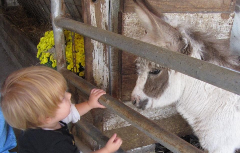 A Young Boy Petting a Farm Animal 