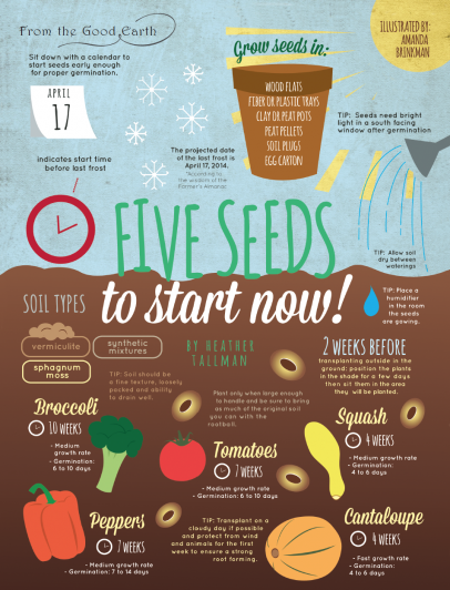Seeds Illustration
