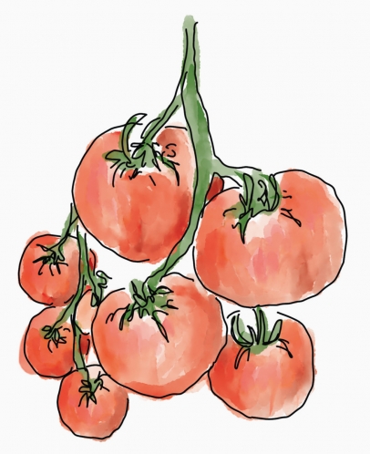 illustration of tomatoes on the vine