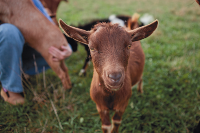 Nigerian Dwarf Goat