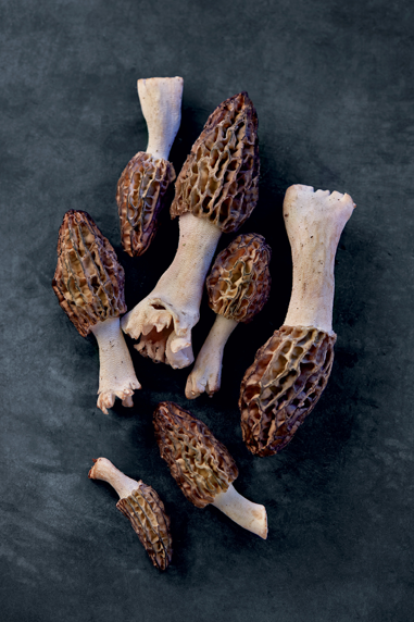 Untamed Mushrooms, Edible Reads