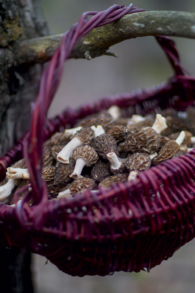 Untamed Mushrooms, Edible Reads 