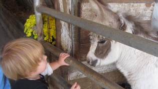 A Young Boy Petting a Farm Animal 